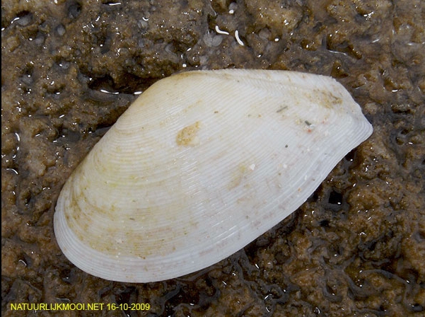 Tellina radiata